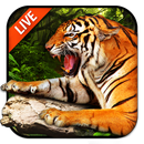 Tiger Live Wallpaper 2018 APK