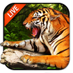 ”Tiger Live Wallpaper 2018