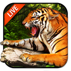 Tiger Live Wallpaper 2018 icon