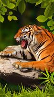 Belo Tigre papel de parede ao vivo imagem de tela 2