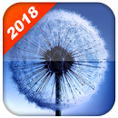Красивые одуванчик живые обои APK