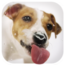 Dog Licks Screen Wallpaper 2019 APK