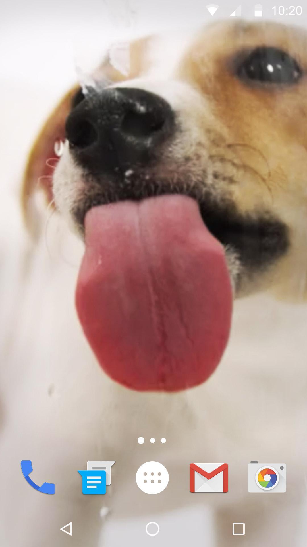 Dog Licks Screen Wallpaper 2019 for Android - APK Download