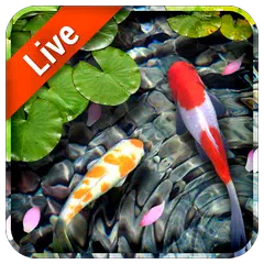 Koi Fish Live Wallpaper APK download