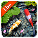 Beau Koi et poisson fond d'écran en direct APK