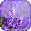 Lavender Live Wallpaper HD