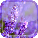 Lavender Live Wallpaper HD APK