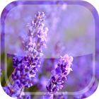 Lavender Live Wallpaper HD иконка