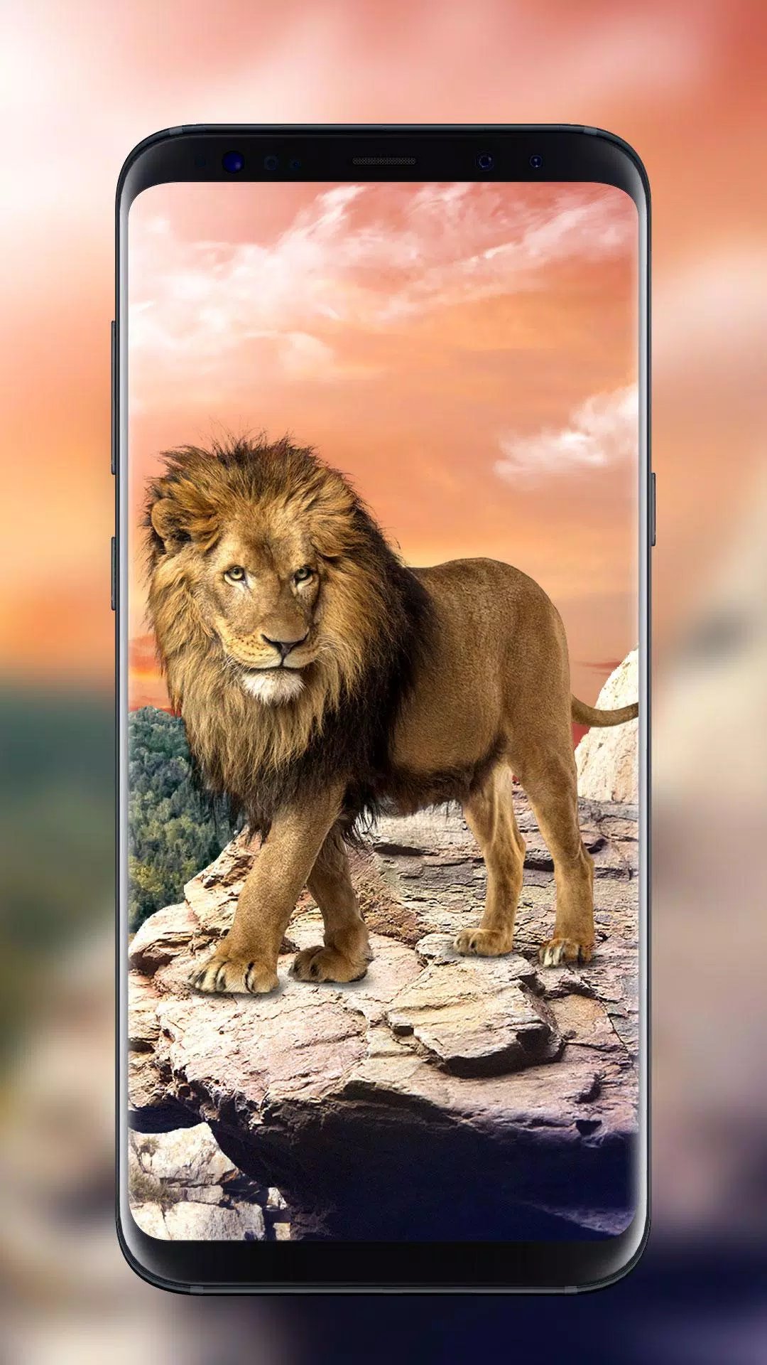 Lion Live Wallpaper Free APK for Android Download Lion Live Wallpaper Free APK for Android Download