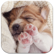 Cute Puppy Dog Live Wallpaper