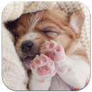 Красивые щенок живые обои APK