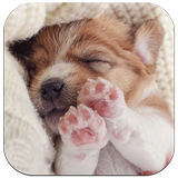 Cute Puppy Dog Live Wallpaper icon