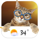 Cat weather widget APK