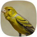 Canário Belga Fibra APK