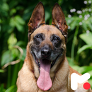 Belgian Malinois Wallpapers APK