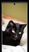 Black Cat Wallpapers تصوير الشاشة 3