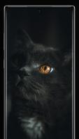 Black Cat Wallpapers Affiche