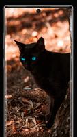 Black Cat Wallpapers تصوير الشاشة 2
