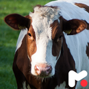 Cow Wallpapers APK