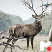 Deer Wallpapers icon
