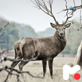 Deer Wallpapers