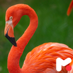 Flamingo Wallpapers アイコン