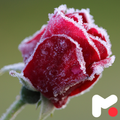 Frozen Wallpapers