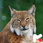 Lynx Wallpapers icon