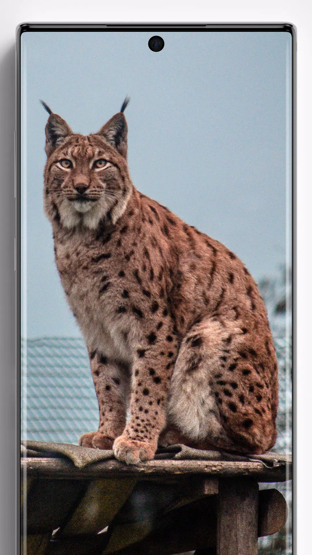 CapCut_bobcat and lynx