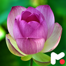 Lotus Flower Wallpapers APK