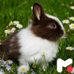 Rabbit Wallpapers आइकन