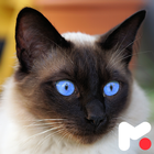 Siamese Cat Wallpapers icon