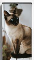 Siamese Cat Wallpapers poster