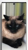 Siamese Cat Wallpapers screenshot 3