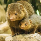 Mongoose Calls آئیکن