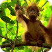 3D Monkey Live Wallpapers APK