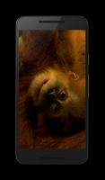 3D Monkey-poster