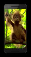 Singe 3D capture d'écran 1