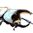 Beetle faire la guerre APK