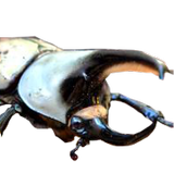 Beetle waging war icon