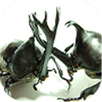 Beetle Wars APK