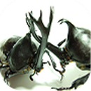Beetle Wars APK