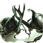 甲蟲大戰 圖標