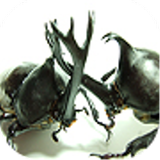 Beetle Wars icône