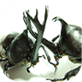 Beetle Savaşları simgesi