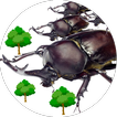 avance Beetle
