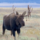 APK Moose Sound Effects