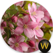 Sakura Cherry Blossom Wallpaper (HD)