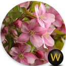 Sakura-Kirschblüten-Tapete (HD) APK