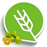 मोसंबी लागवड #Agrownet™